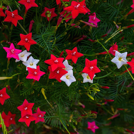 morning glory cypress vine mix