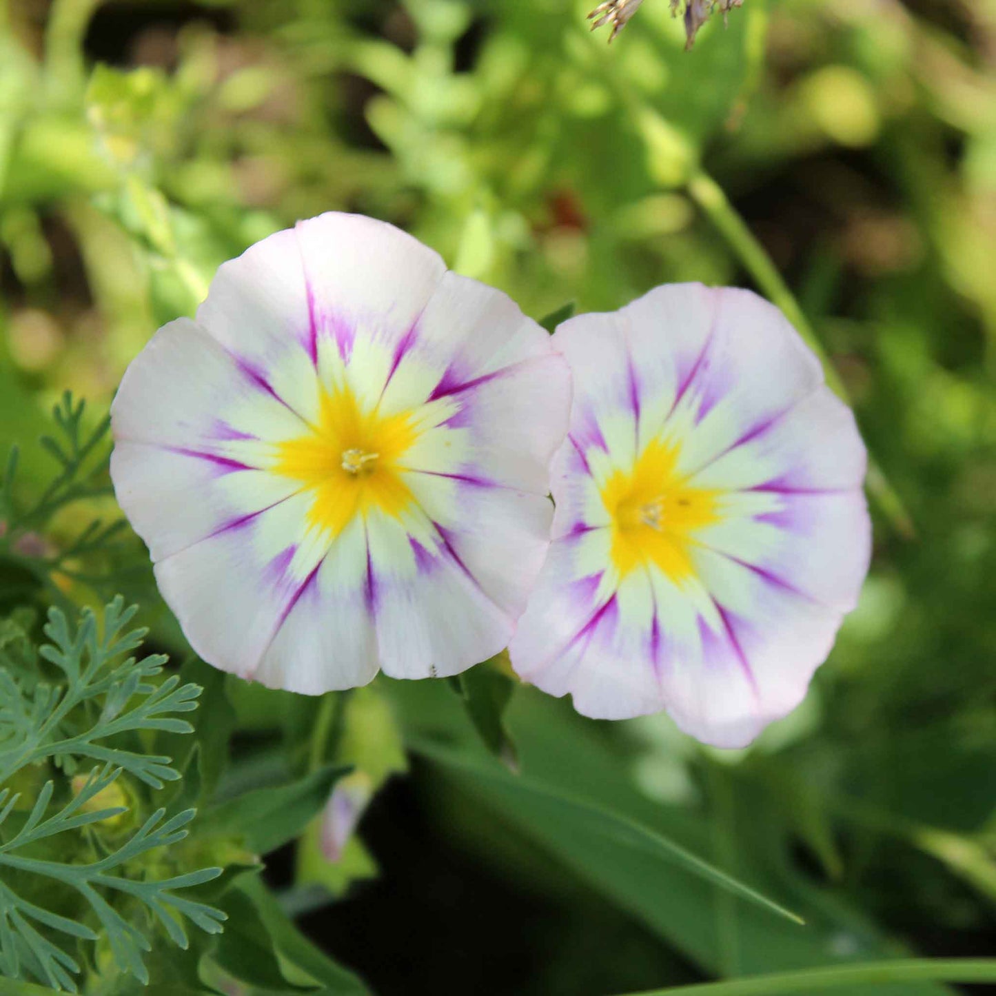 morning glory dwarf mix