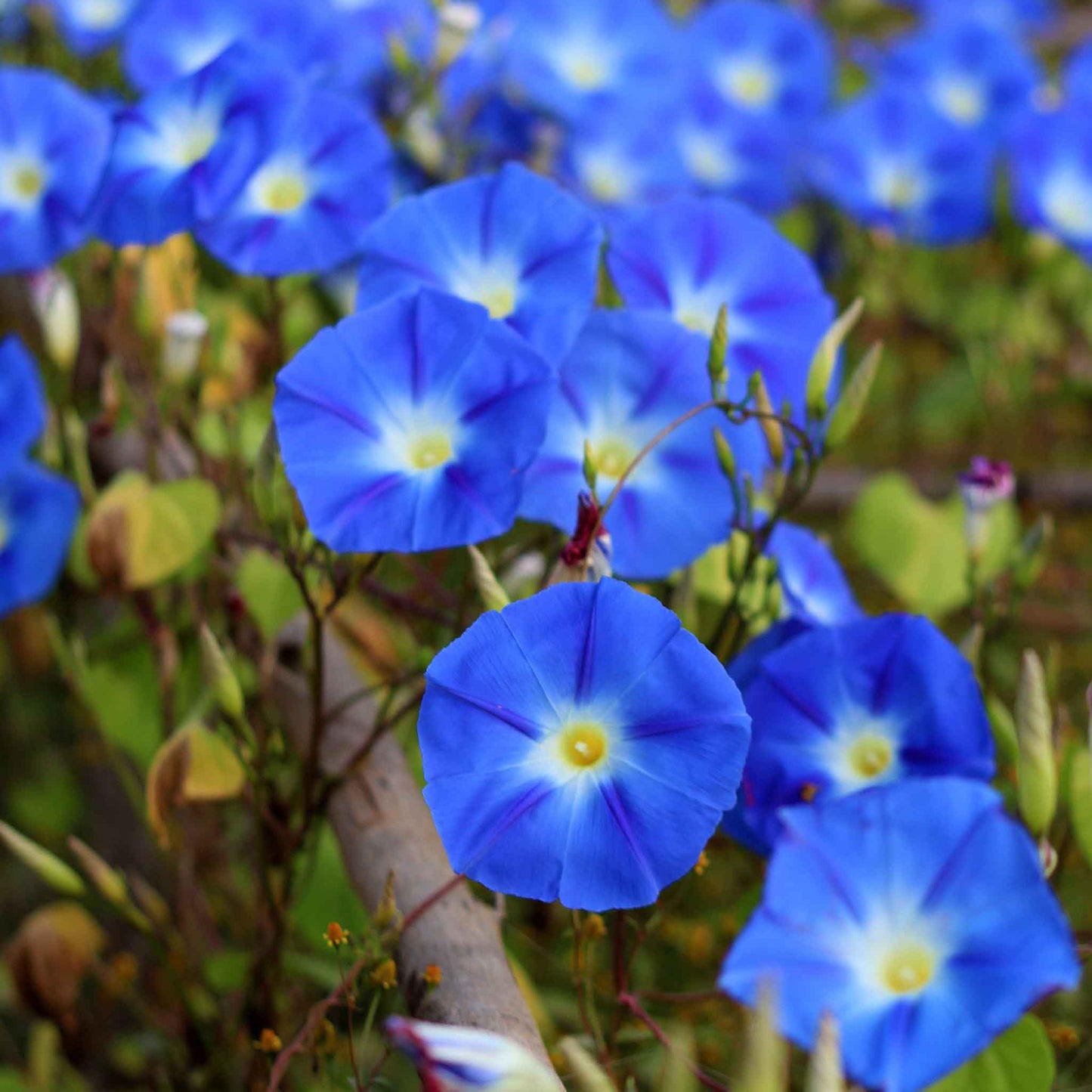 morning glory heavenly blue