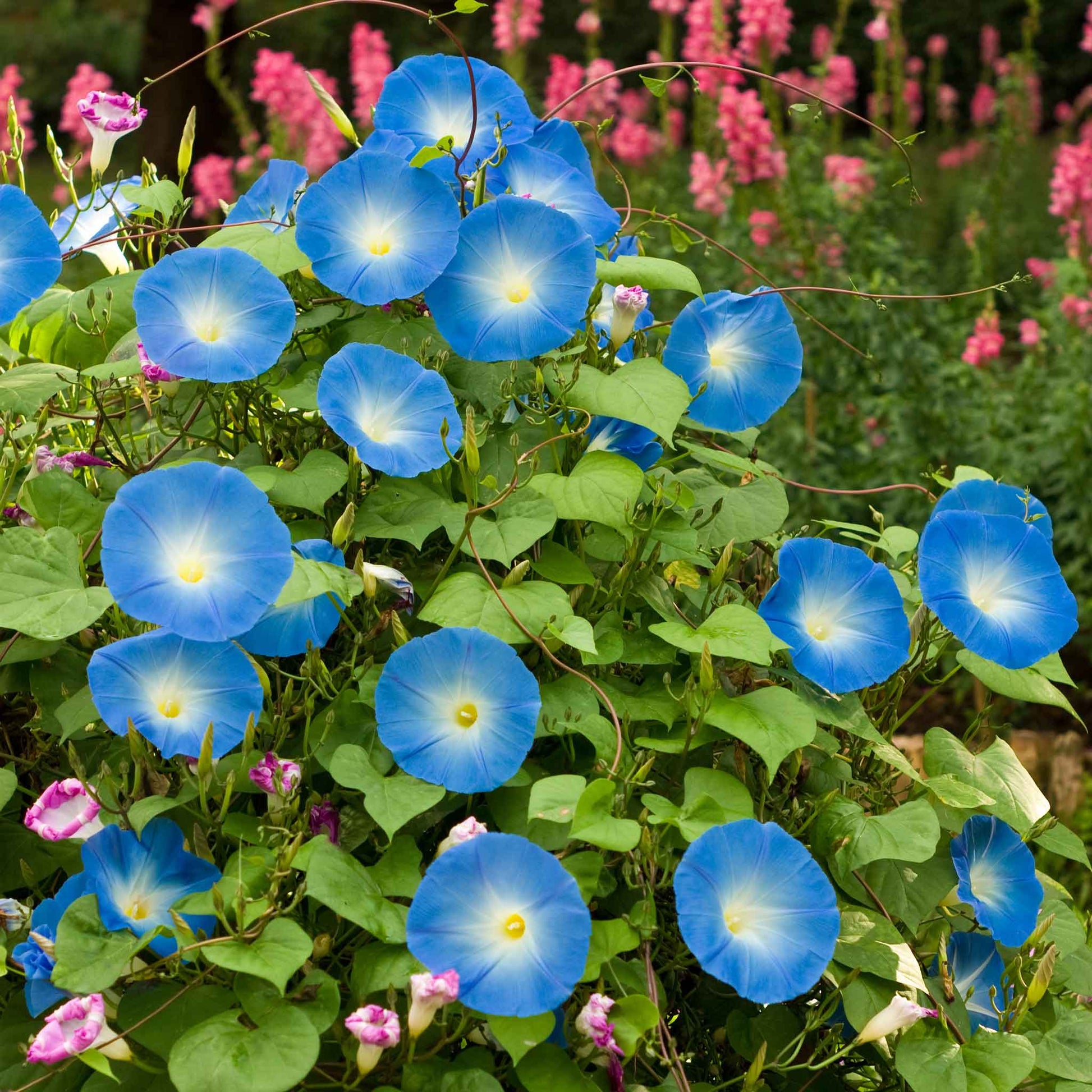 morning glory heavenly blue