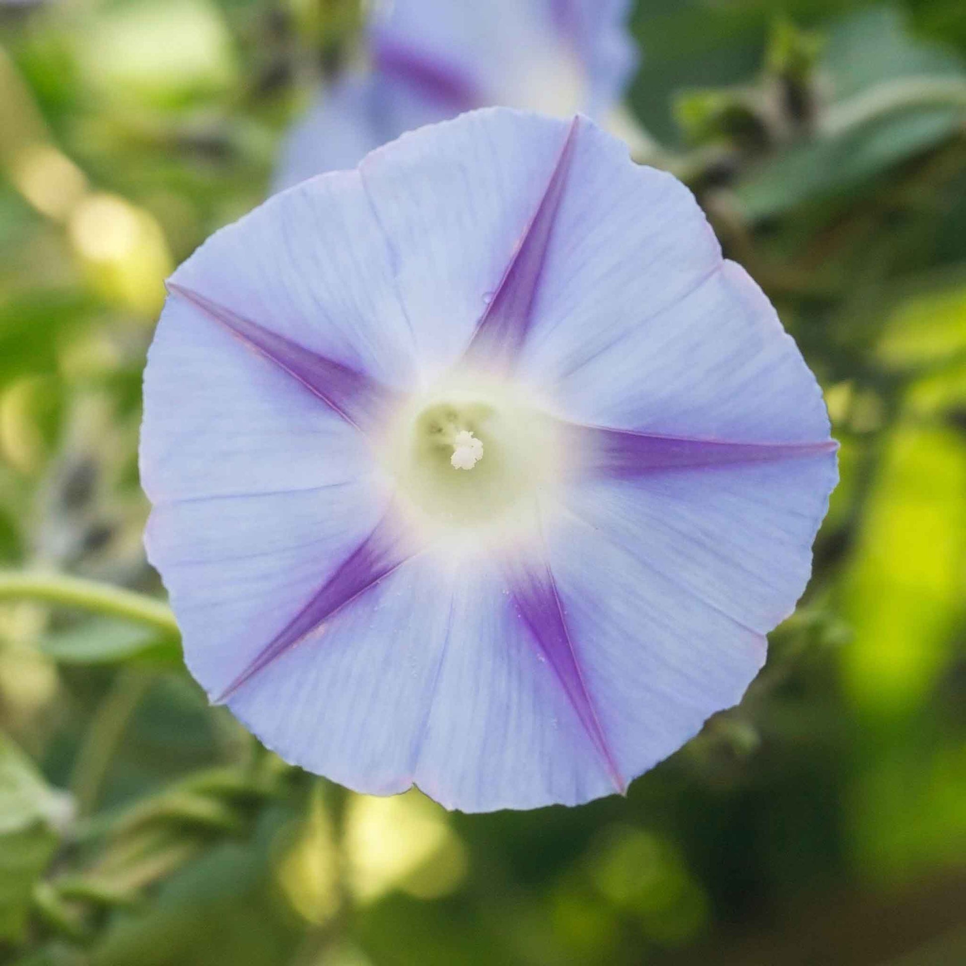 morning glory inkspots