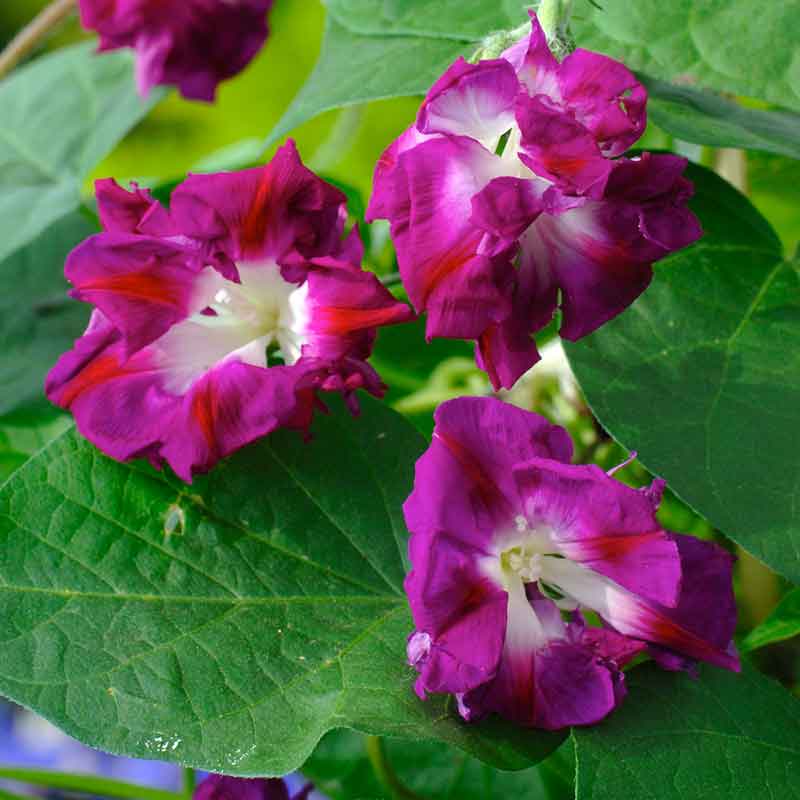 morning glory japanese ruffled | copyright: Floramedia UK Ltd