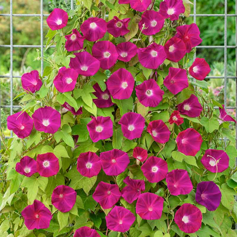 morning glory scarlett ohara | copyright: Floramedia UK Ltd