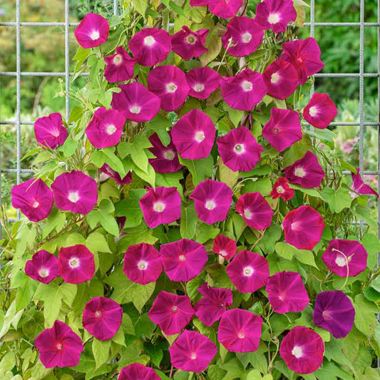 morning glory scarlett ohara | copyright: Floramedia UK Ltd