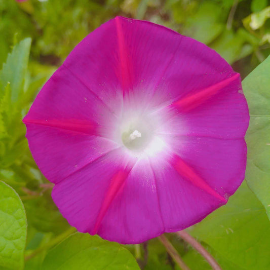 morning glory scarlett ohara