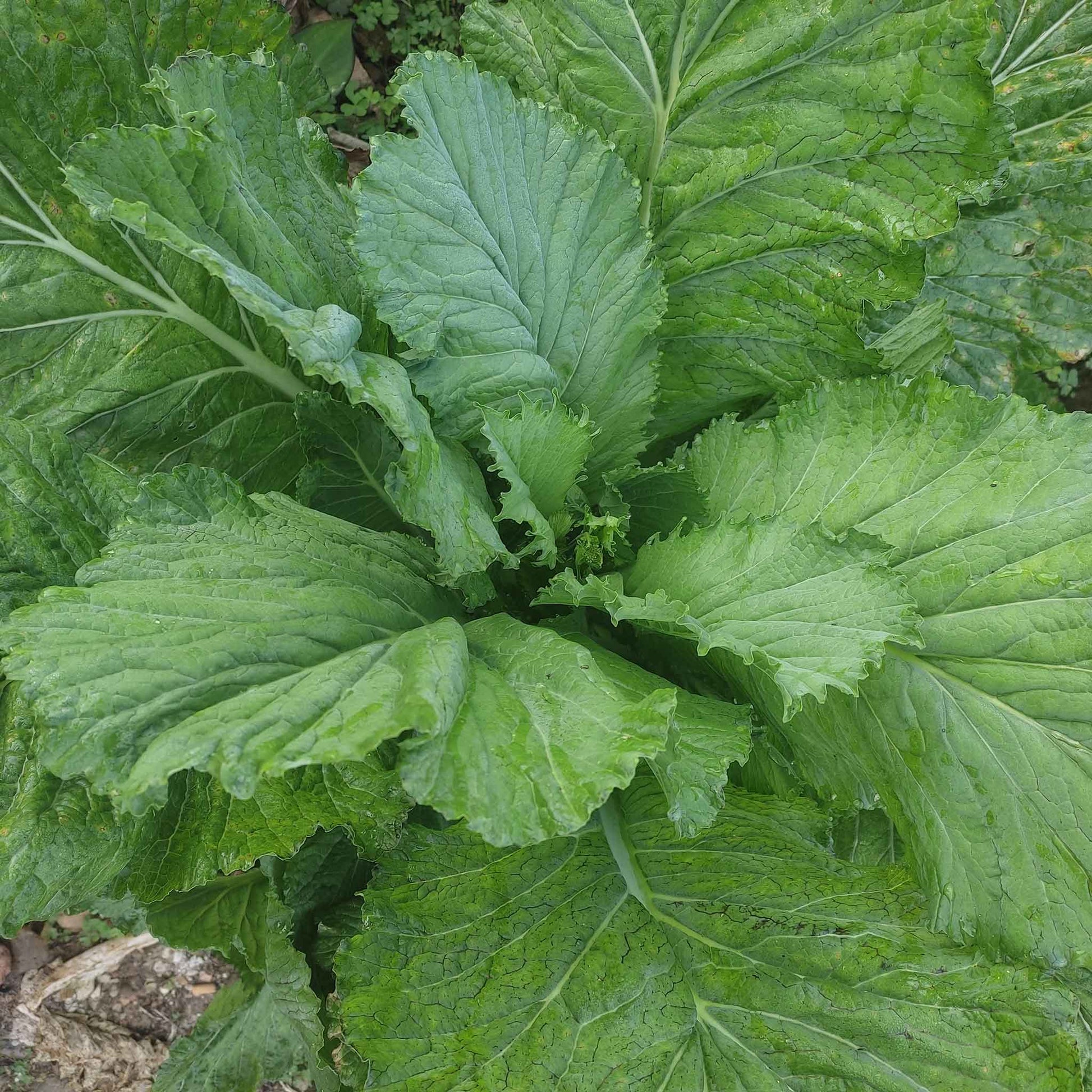 mustard florida broadleaf