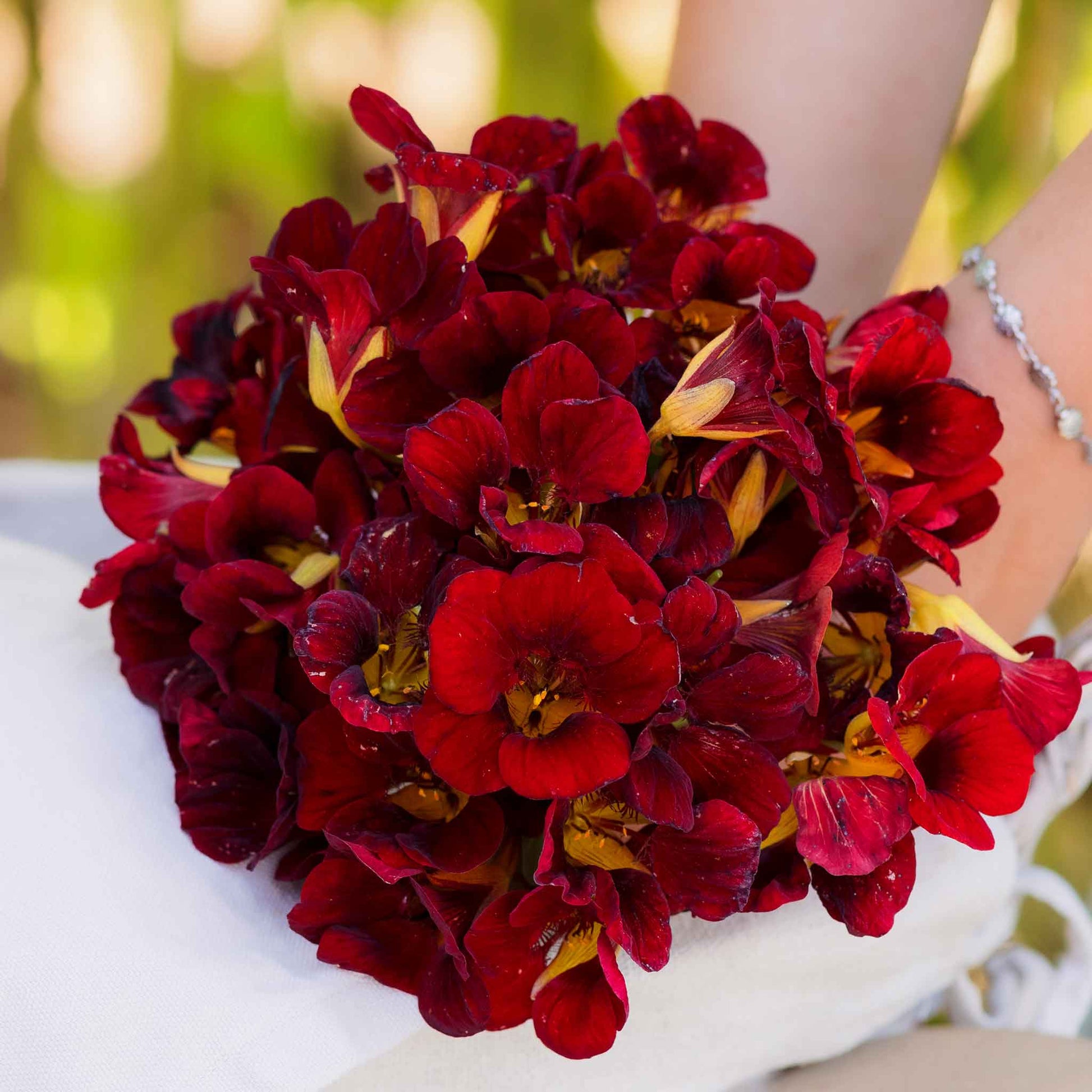 nasturtium black velvet