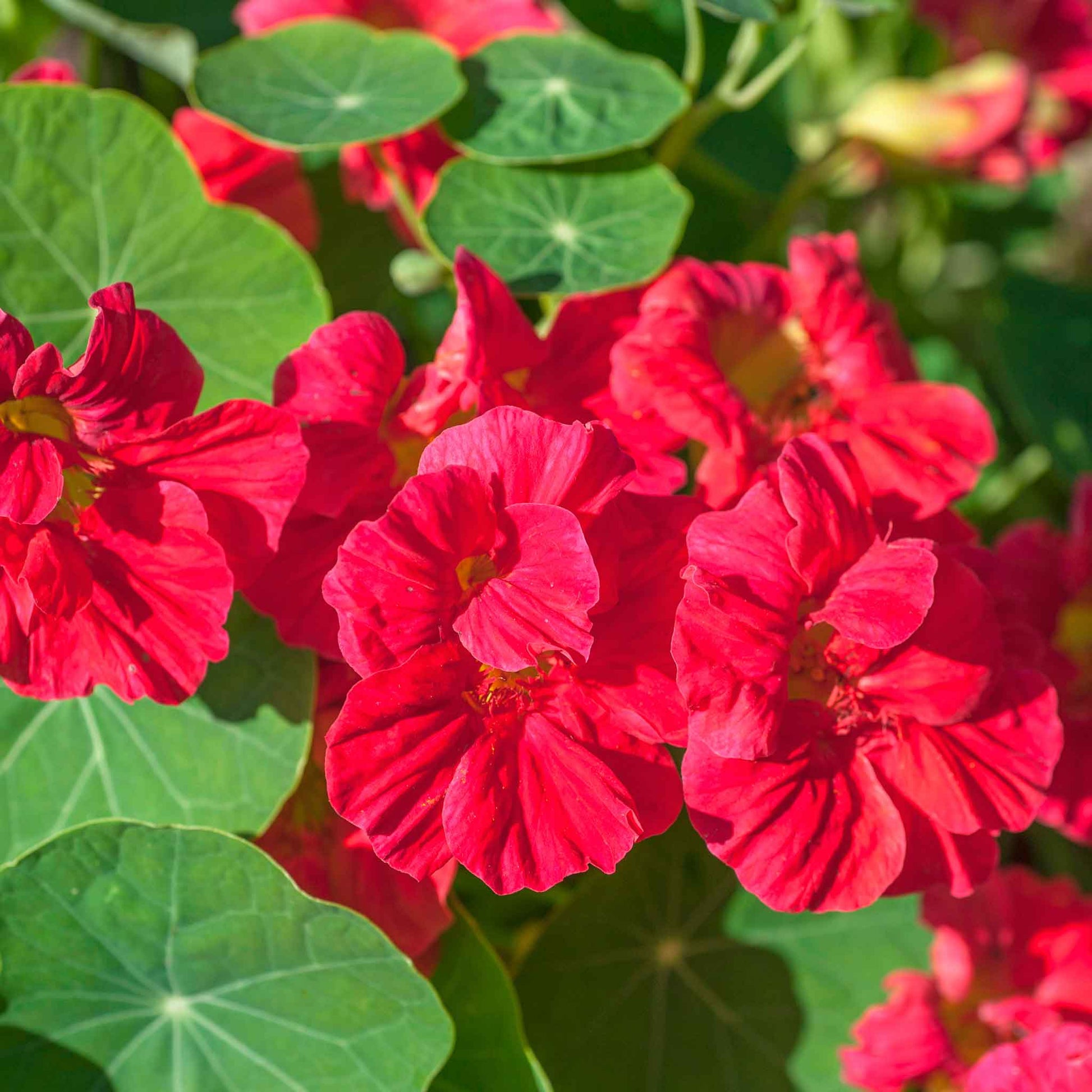 nasturtium jewel cherry rose