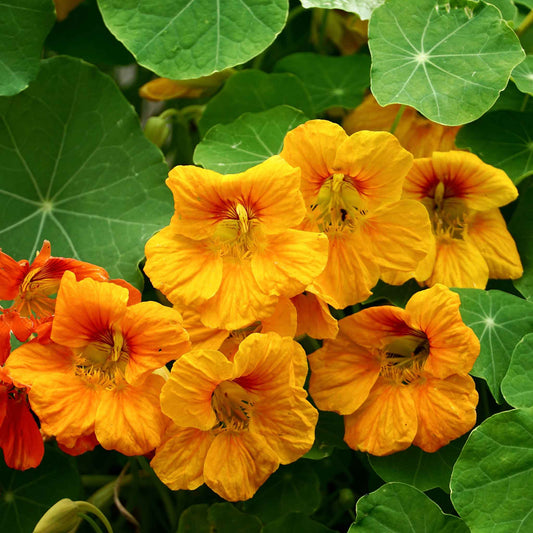 nasturtium orange gleam