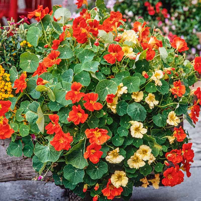 nasturtium tom thumb | copyright: Floramedia UK Ltd