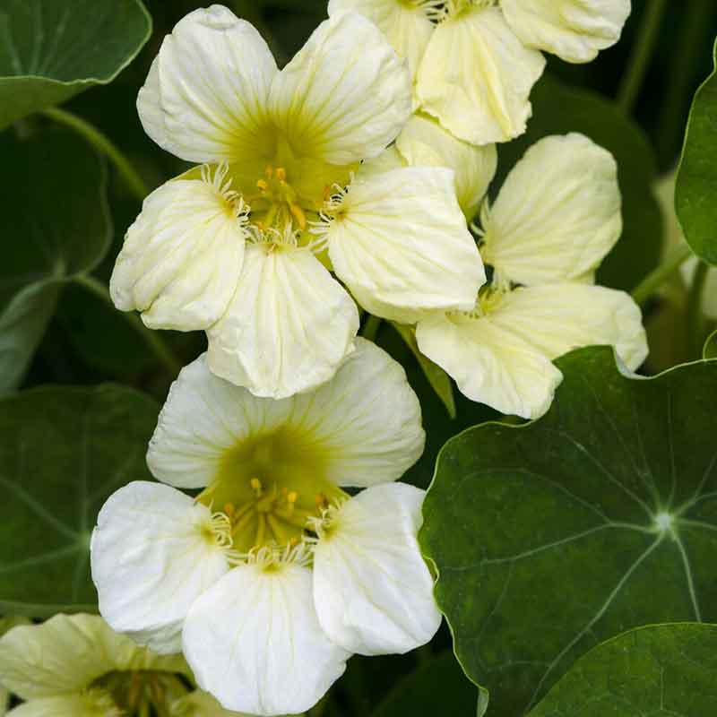 nasturtium yeti