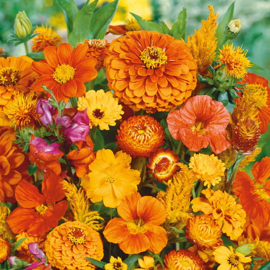 orange flower seed mix