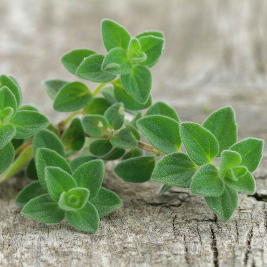 oregano greek