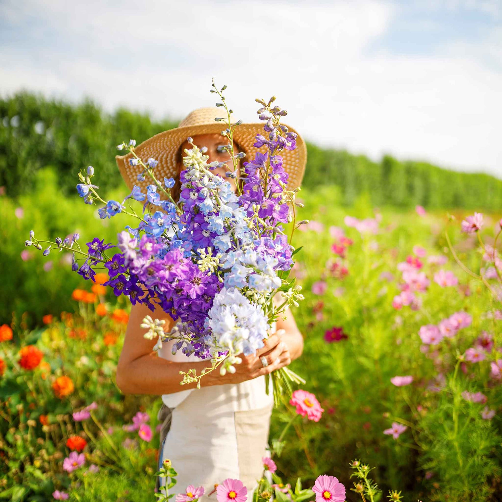 rocket larkspur tall mix