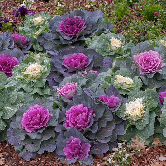 ornamental kale mix | copyright: Floramedia UK Ltd