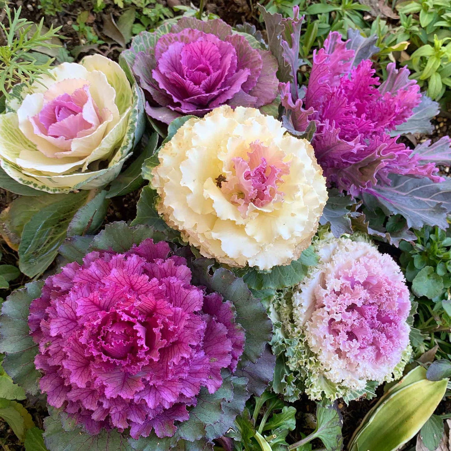 ornamental kale mix