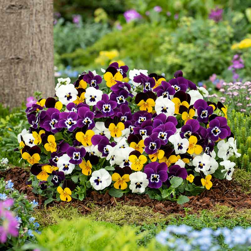 pansy swiss giant mix | copyright: Floramedia UK Ltd