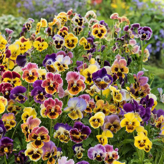 pansy rococo mix | copyright: Floramedia UK Ltd