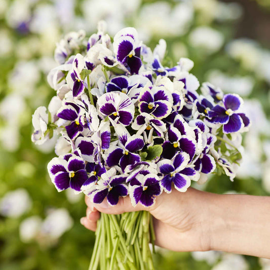 silverbride pansy