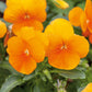 pansy swiss giants orange sun