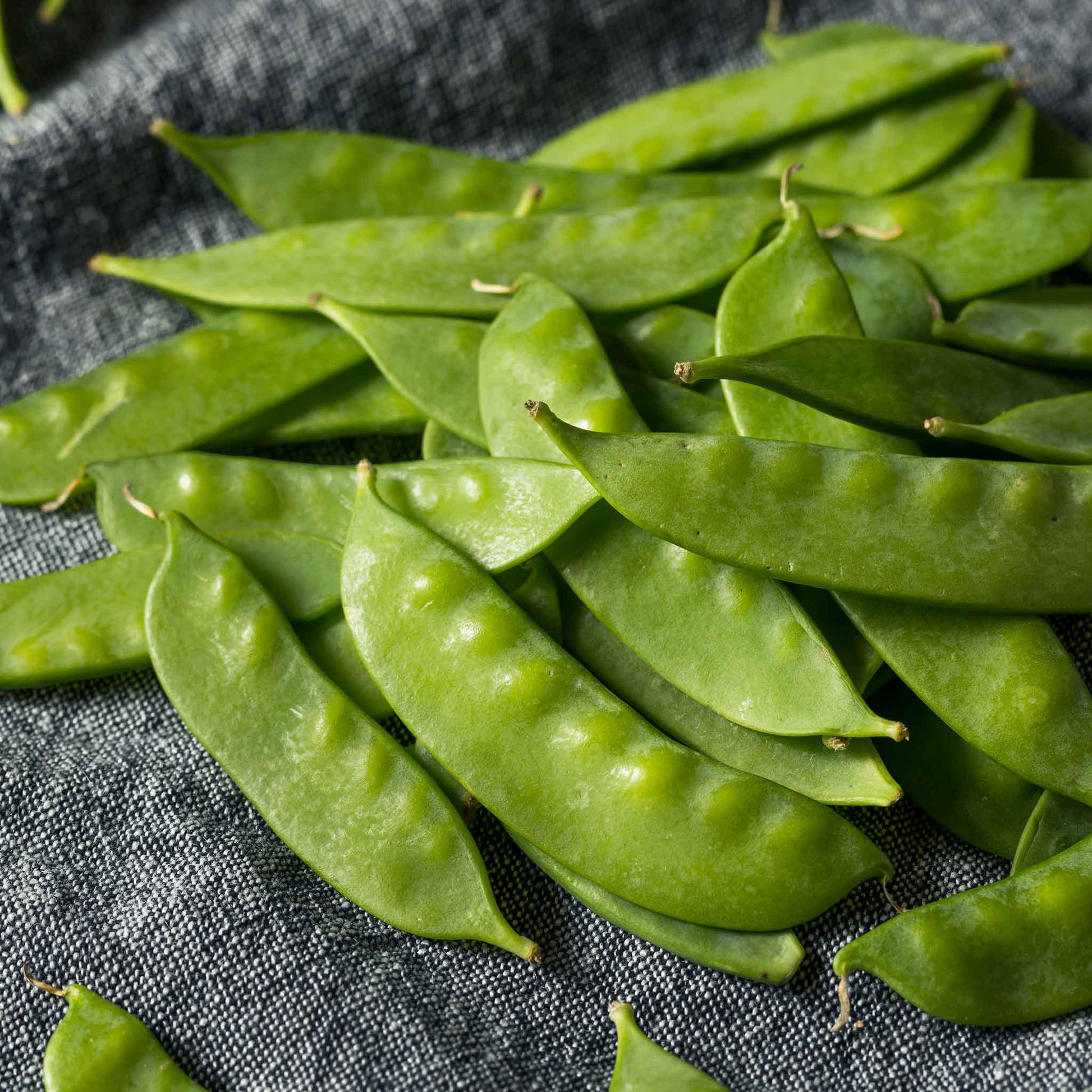 pea dwarf grey sugar