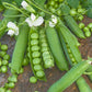 pea wando | copyright: Floramedia UK Ltd