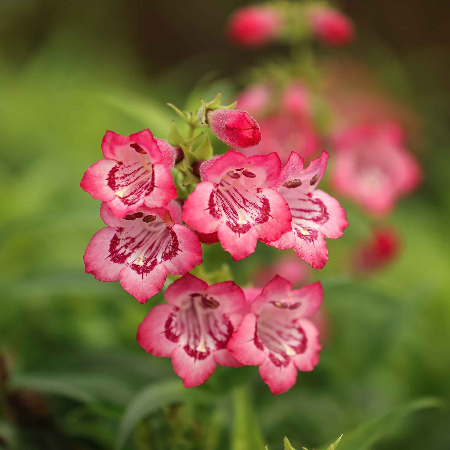 penstemon sensation mix