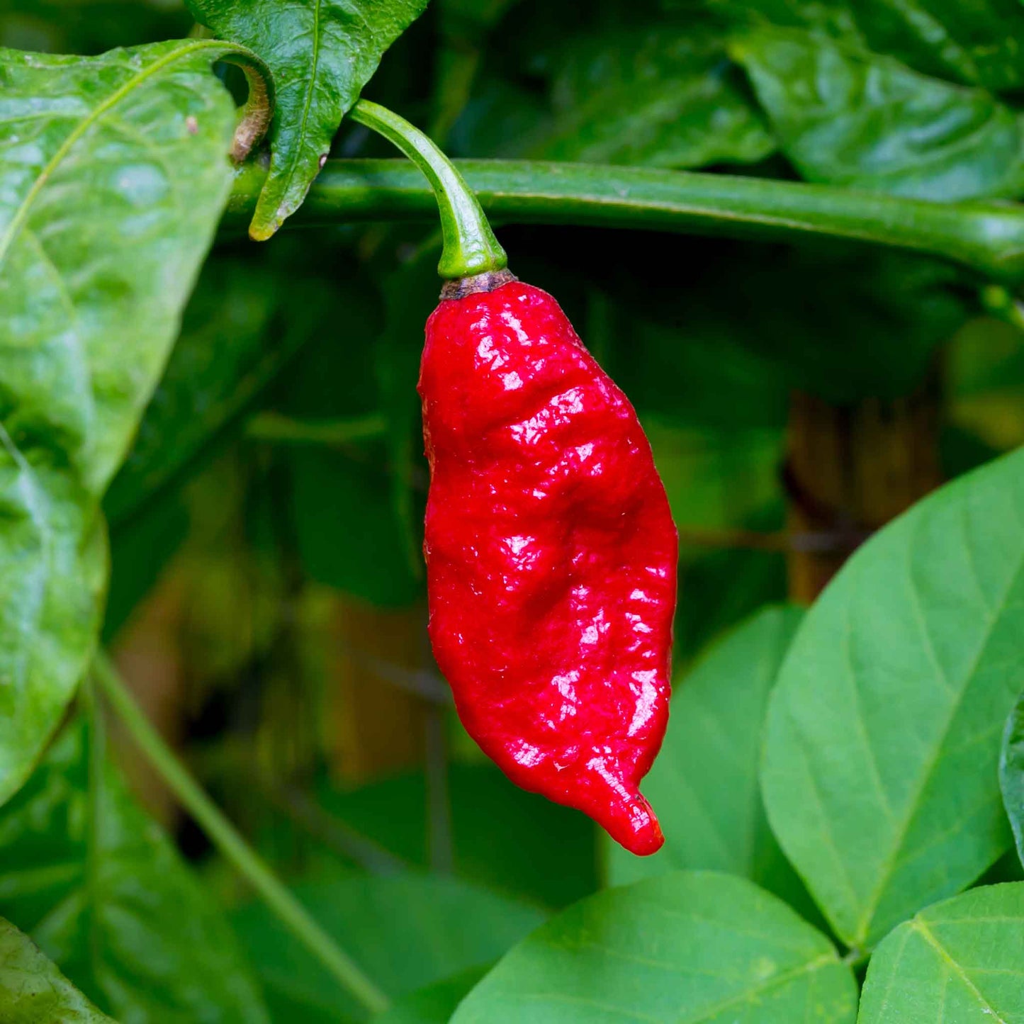 pepper bhut jolokia ghost