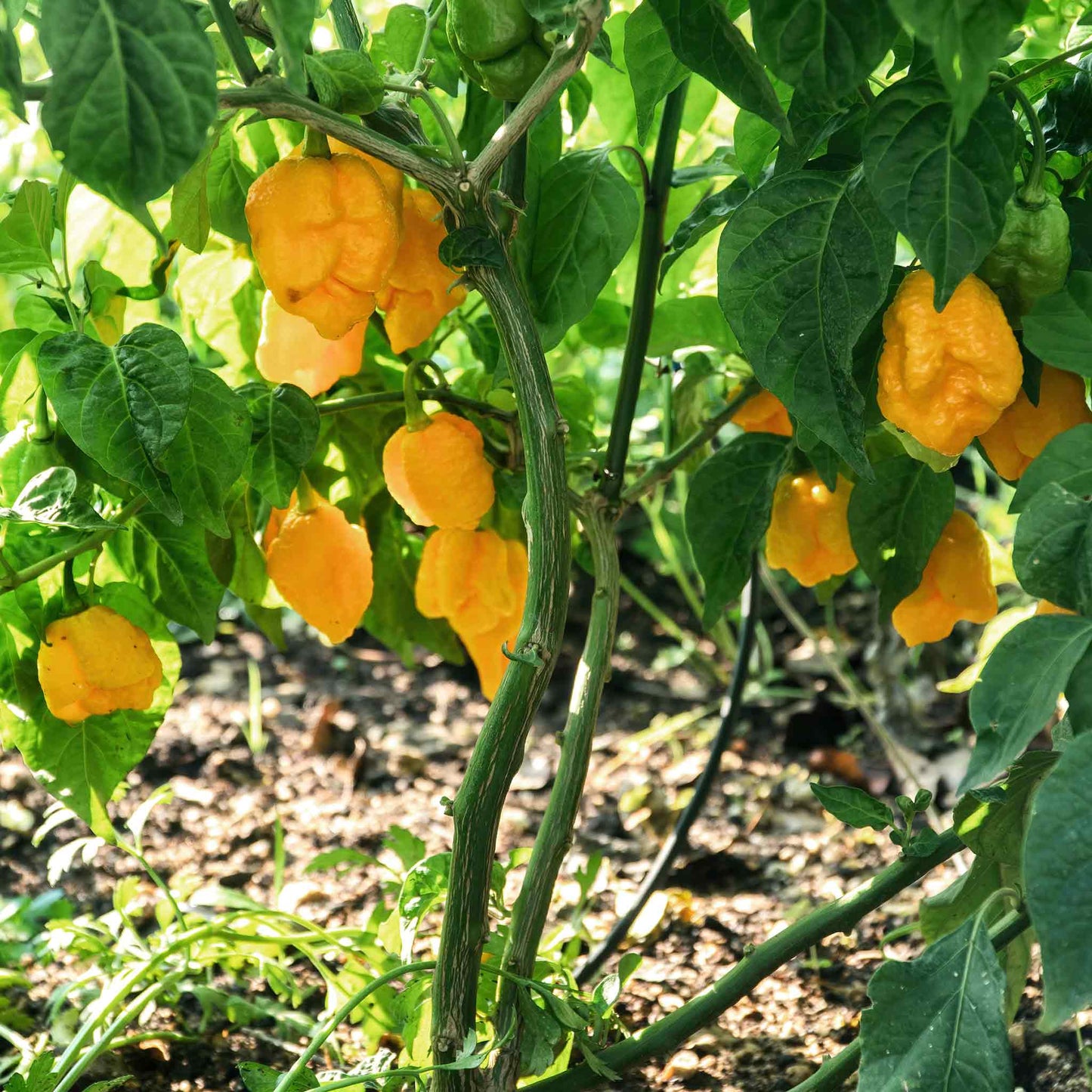 pepper carolina reaper