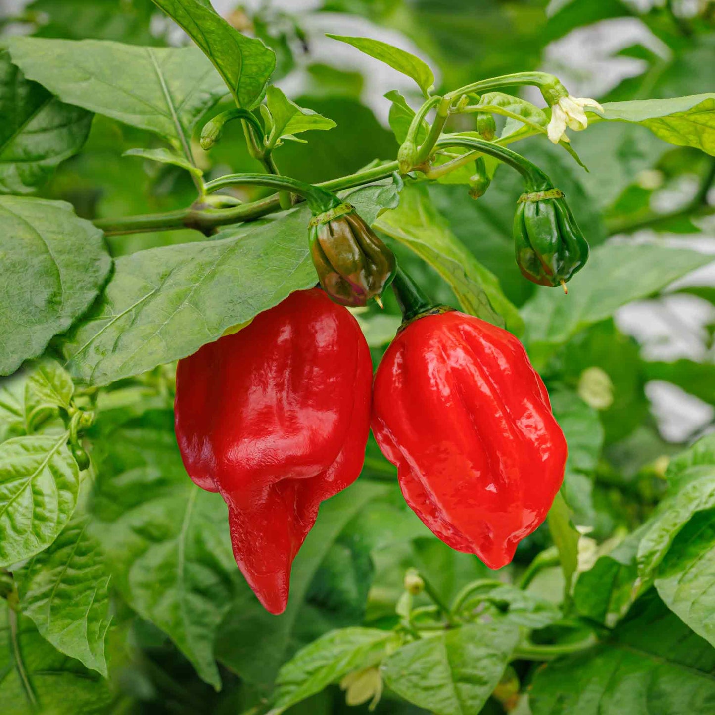 pepper carolina reaper