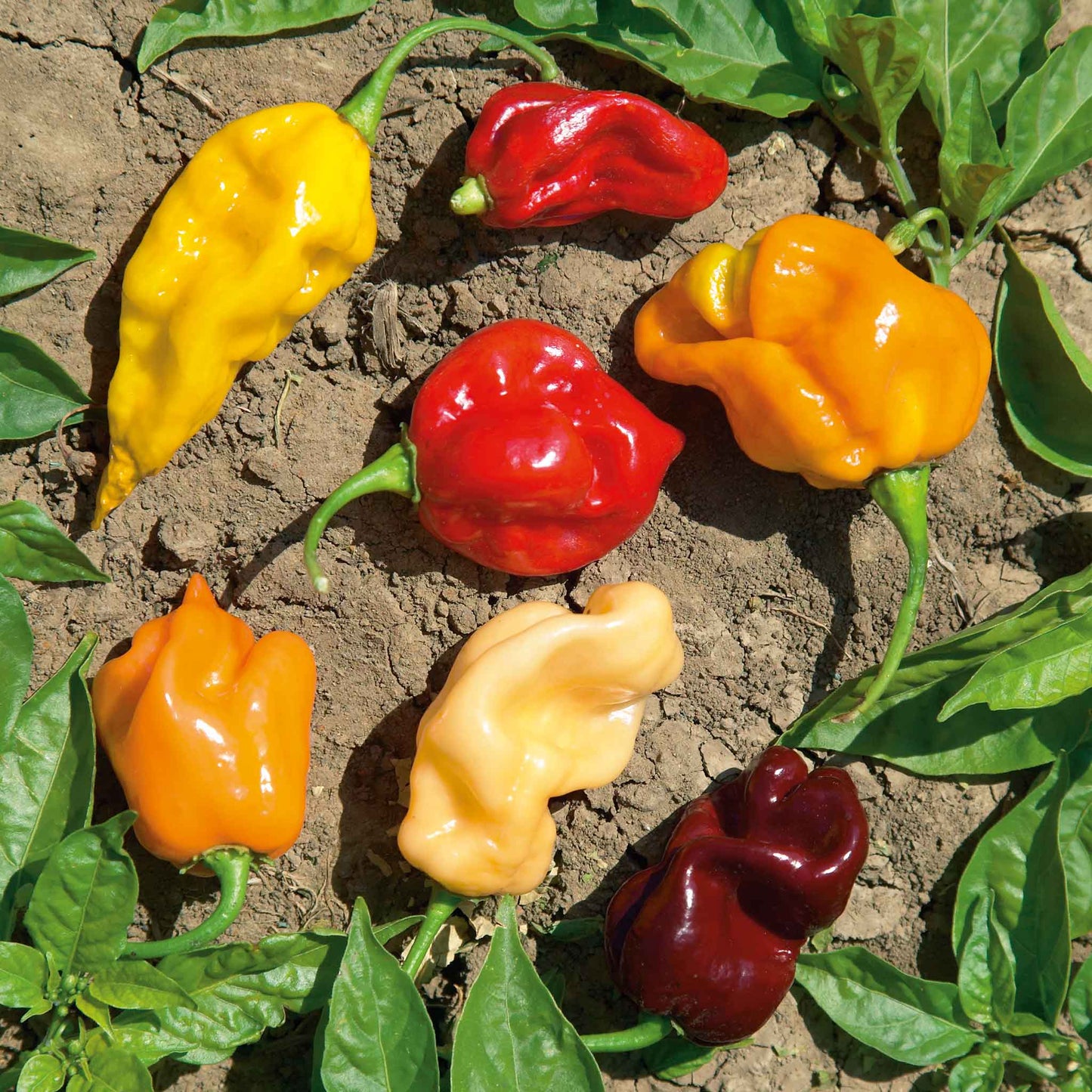 pepper habanero mix