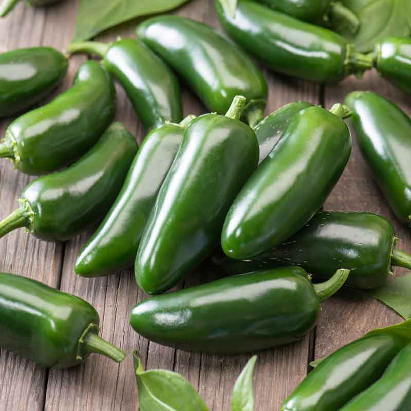 pepper jalapeno early | copyright: Floramedia UK Ltd