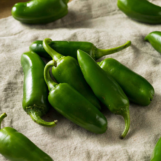 pepper jalapeno tam