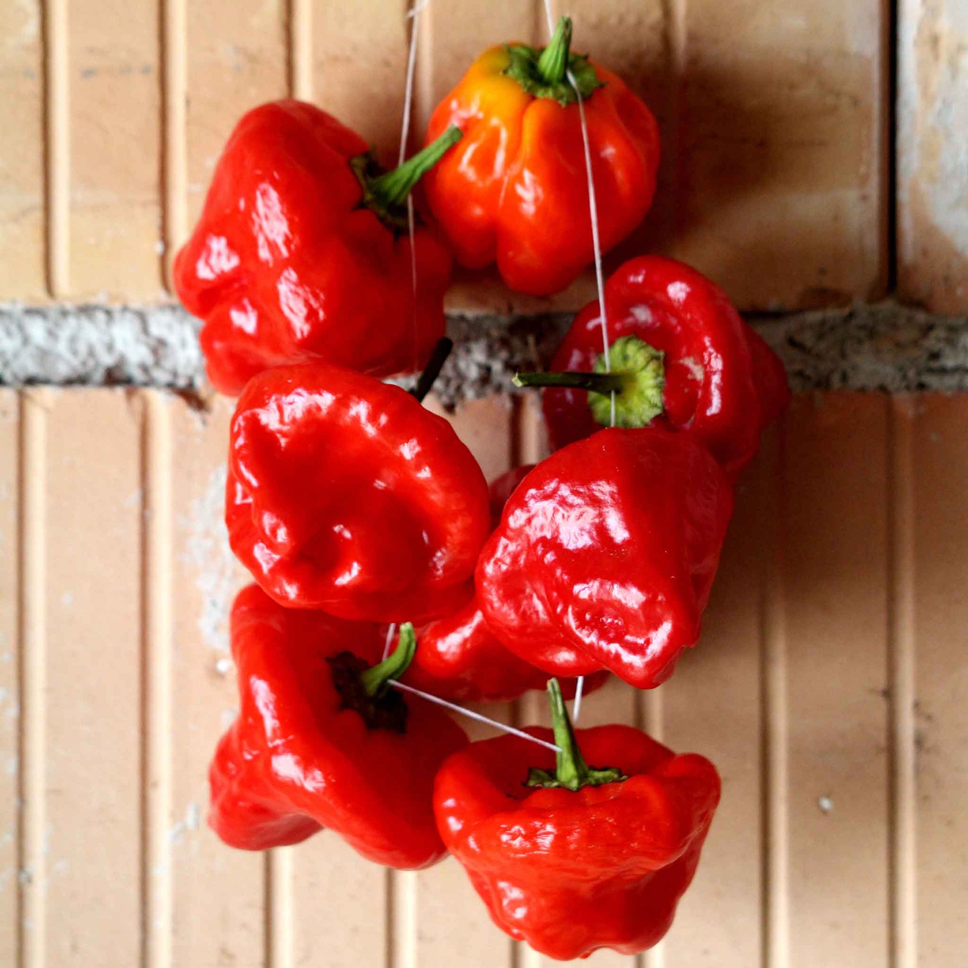 pepper jamaica hot red