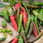 pepper organic anaheim chili | copyright: Floramedia UK Ltd