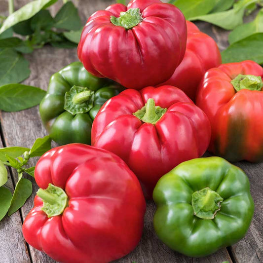 pepper organic california wonder | copyright: Floramedia UK Ltd