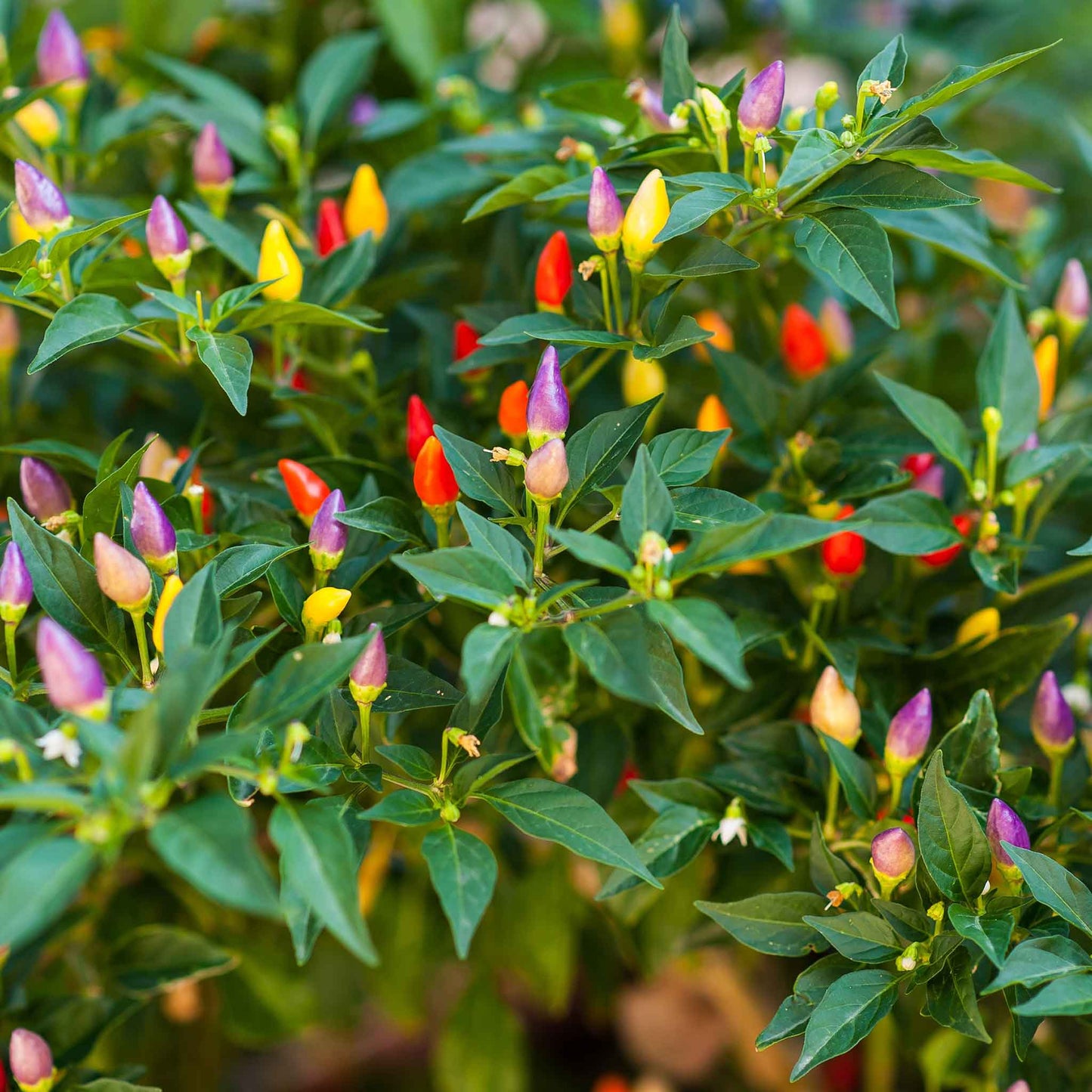 pepper ornamental mix