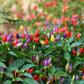 pepper ornamental mix