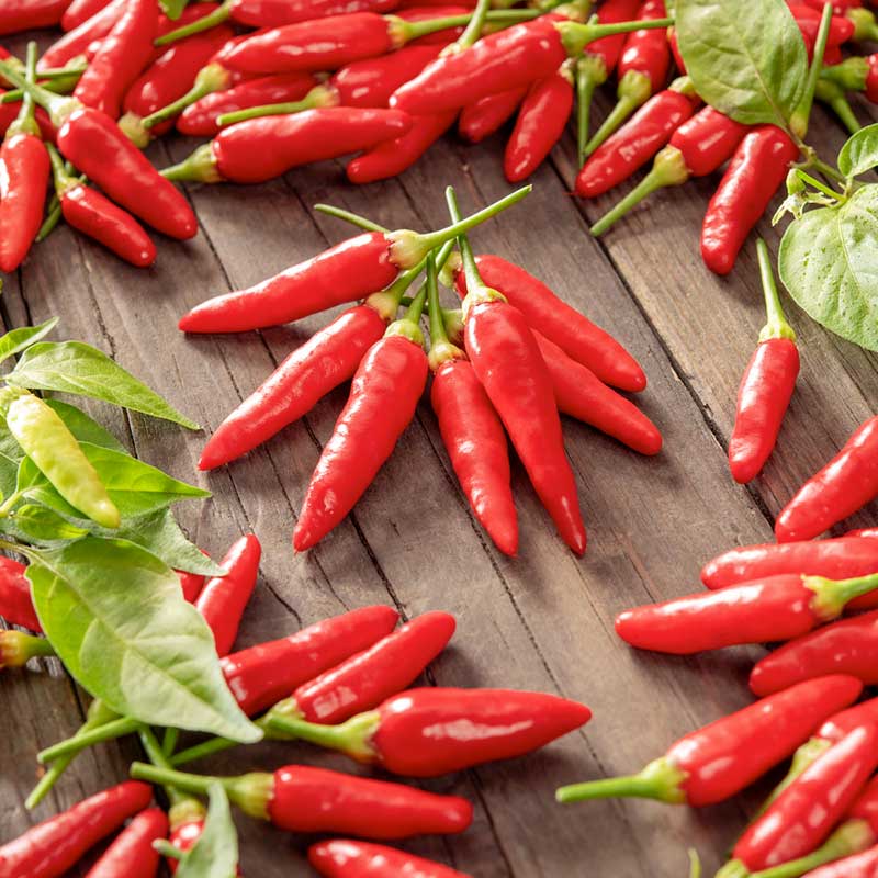 pepper tabasco | copyright: Floramedia UK Ltd