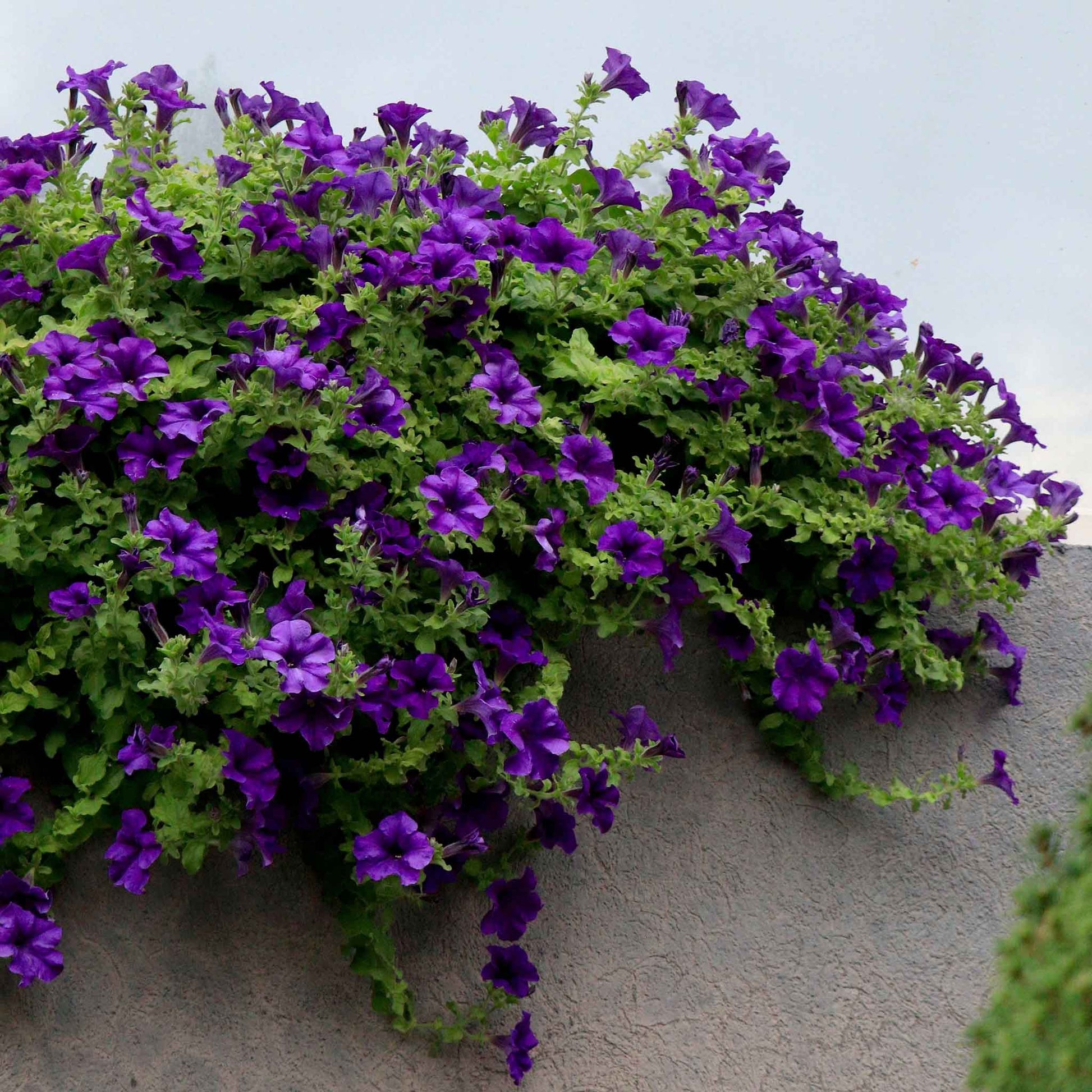 petunia alderman blue