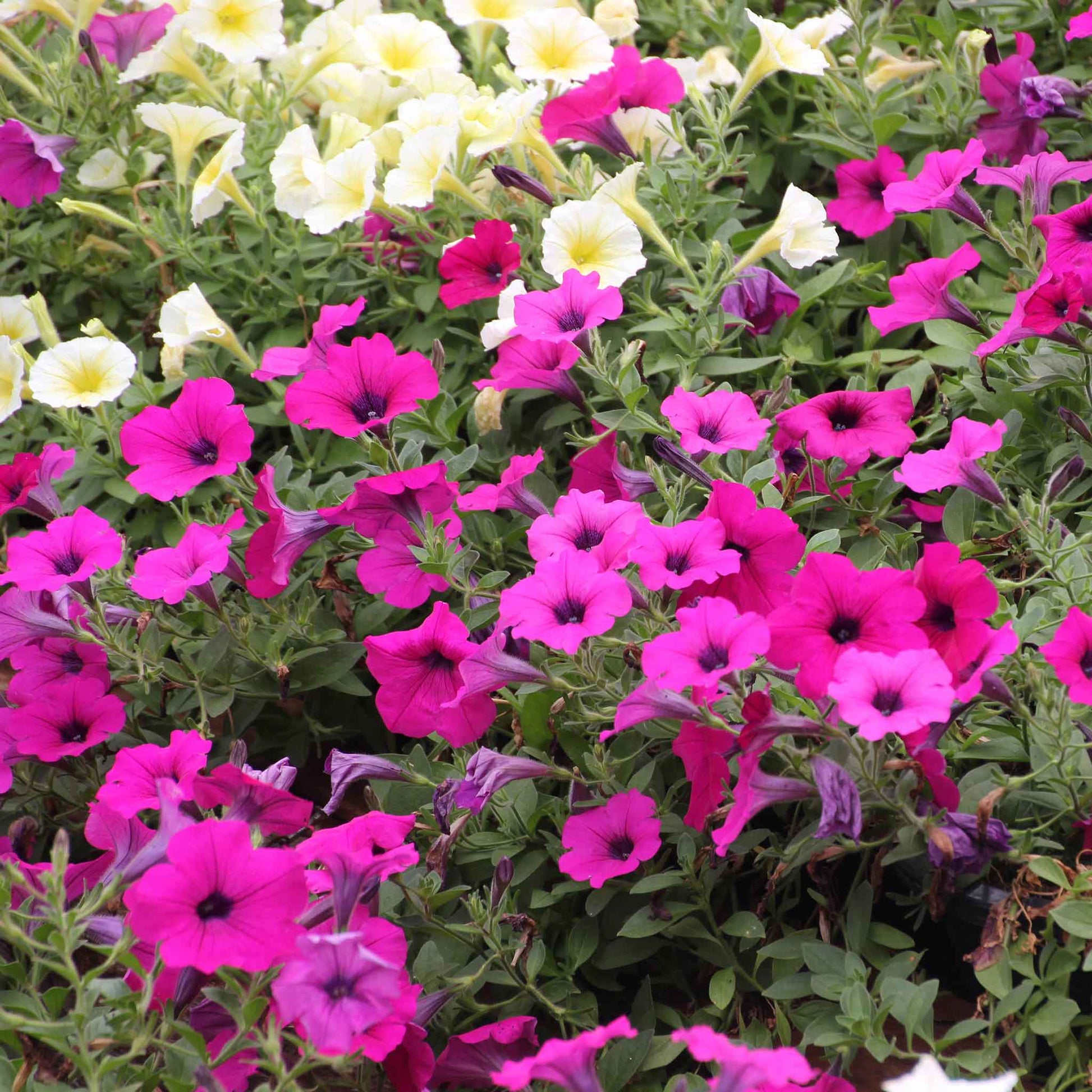 petunia rose of heaven