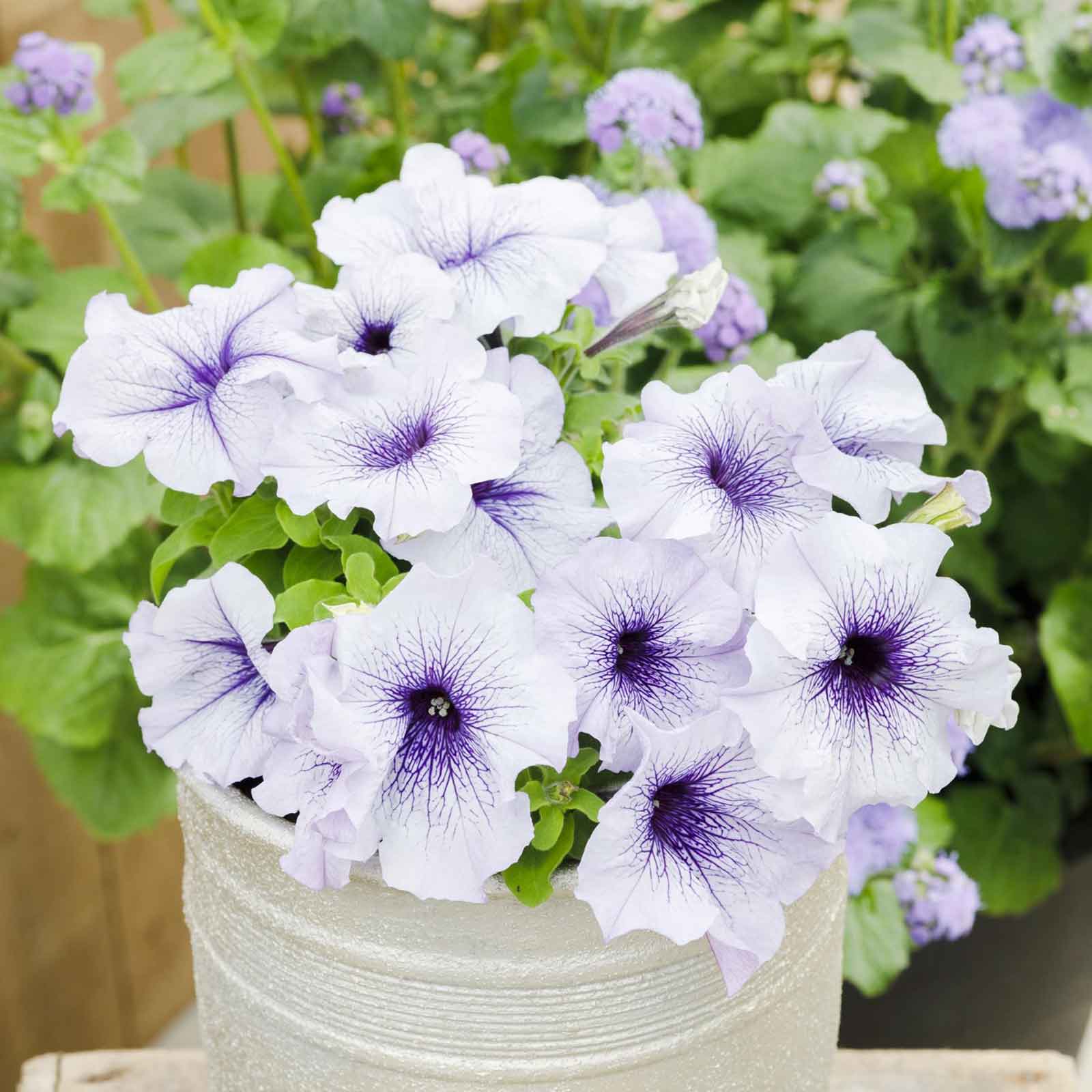 petunia silver blue