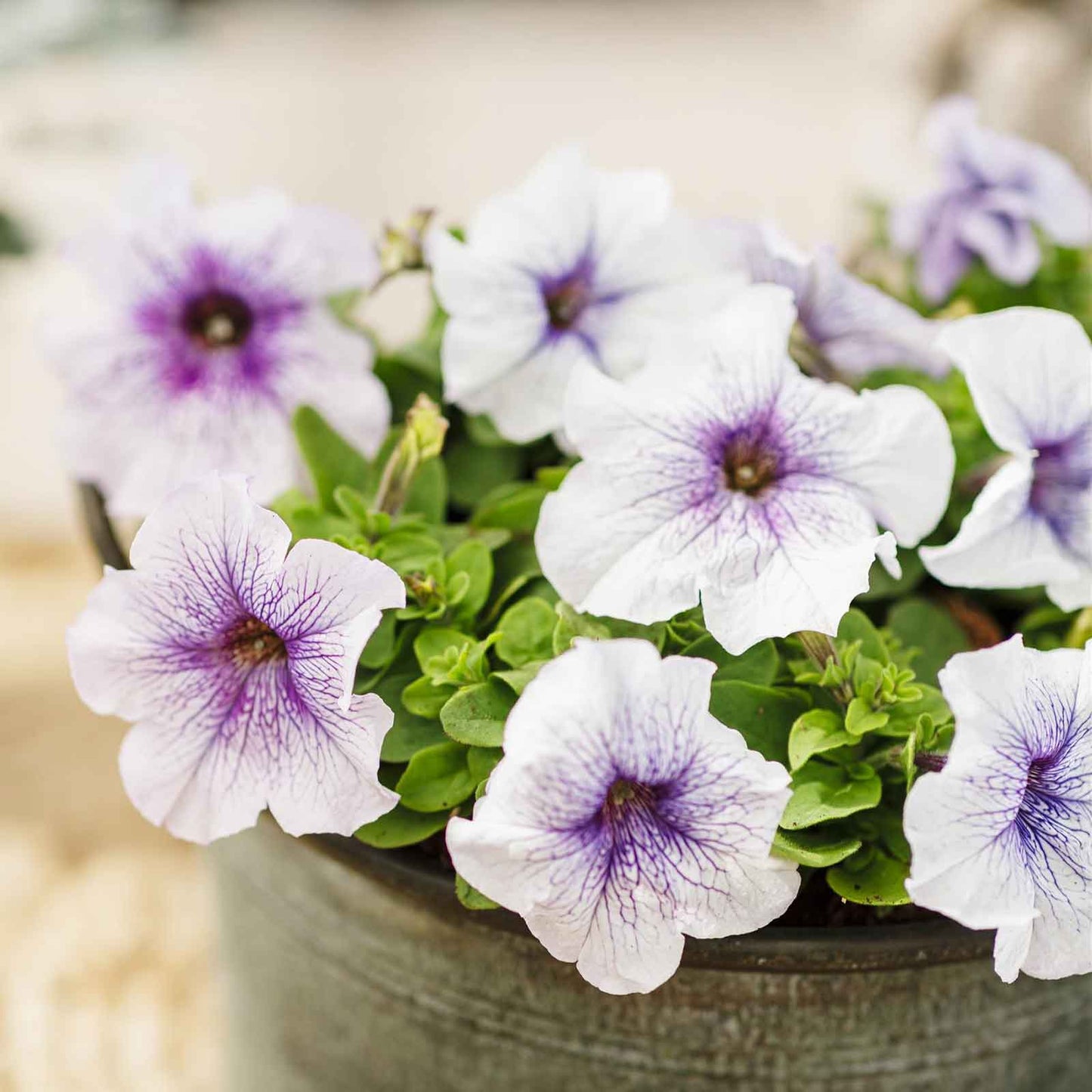 petunia silver blue