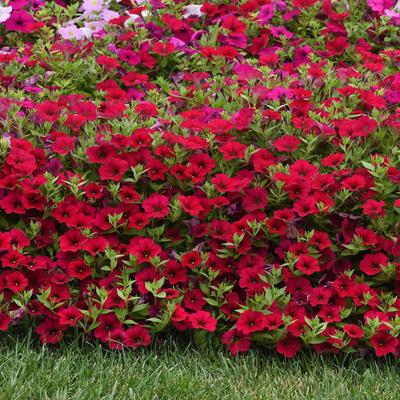 Bulk Petunia Seed - Wave Carmine Velour | Bulk Seed Store