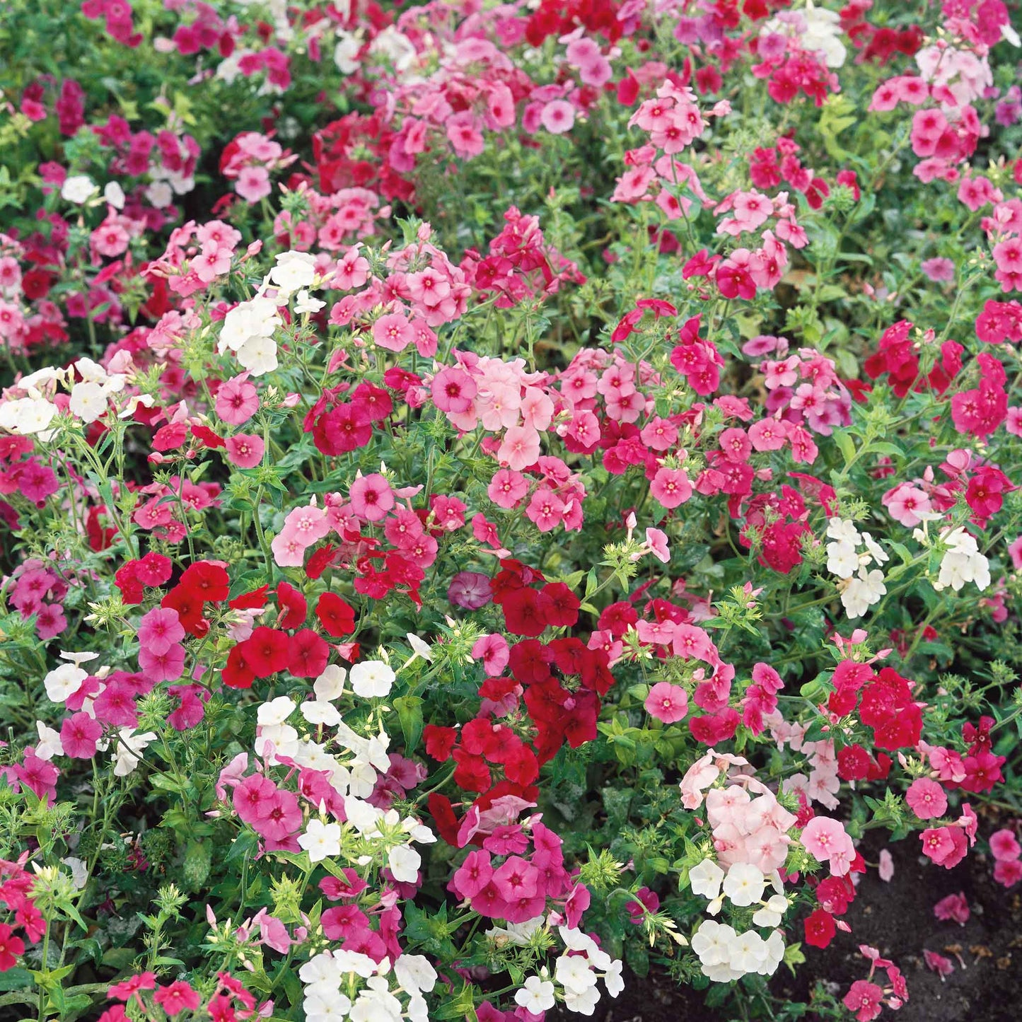 annual phlox seeds dwarf mixed