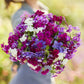 phlox annual tall mix