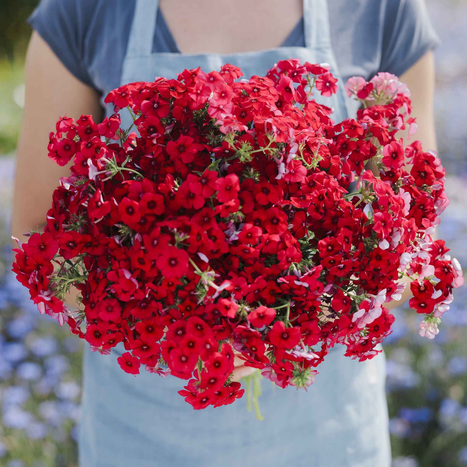 phlox red