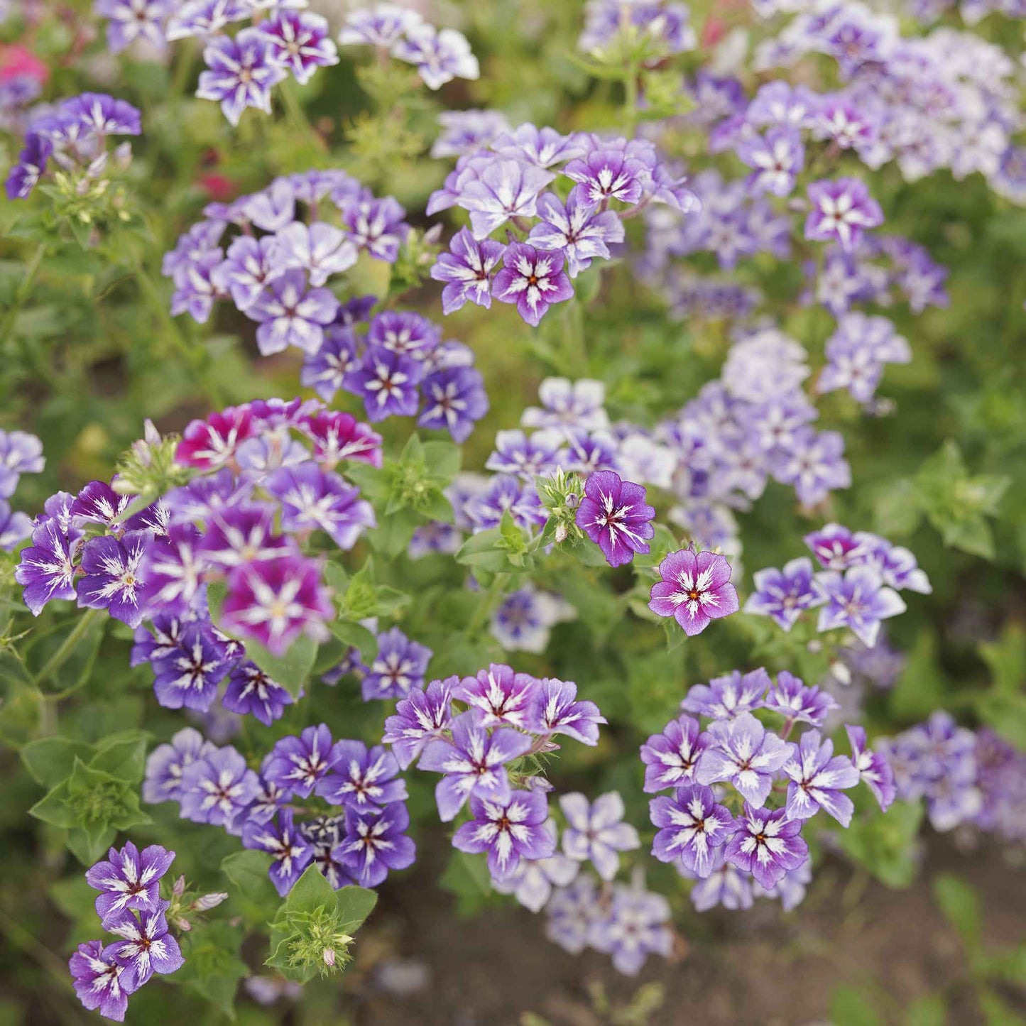 phlox sugar star