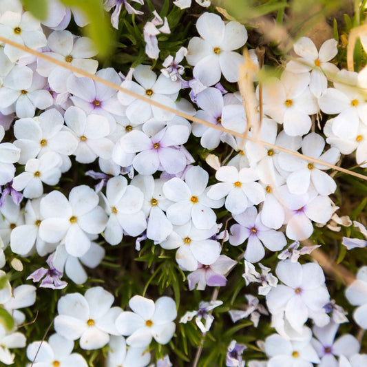 phlox mountain phlox