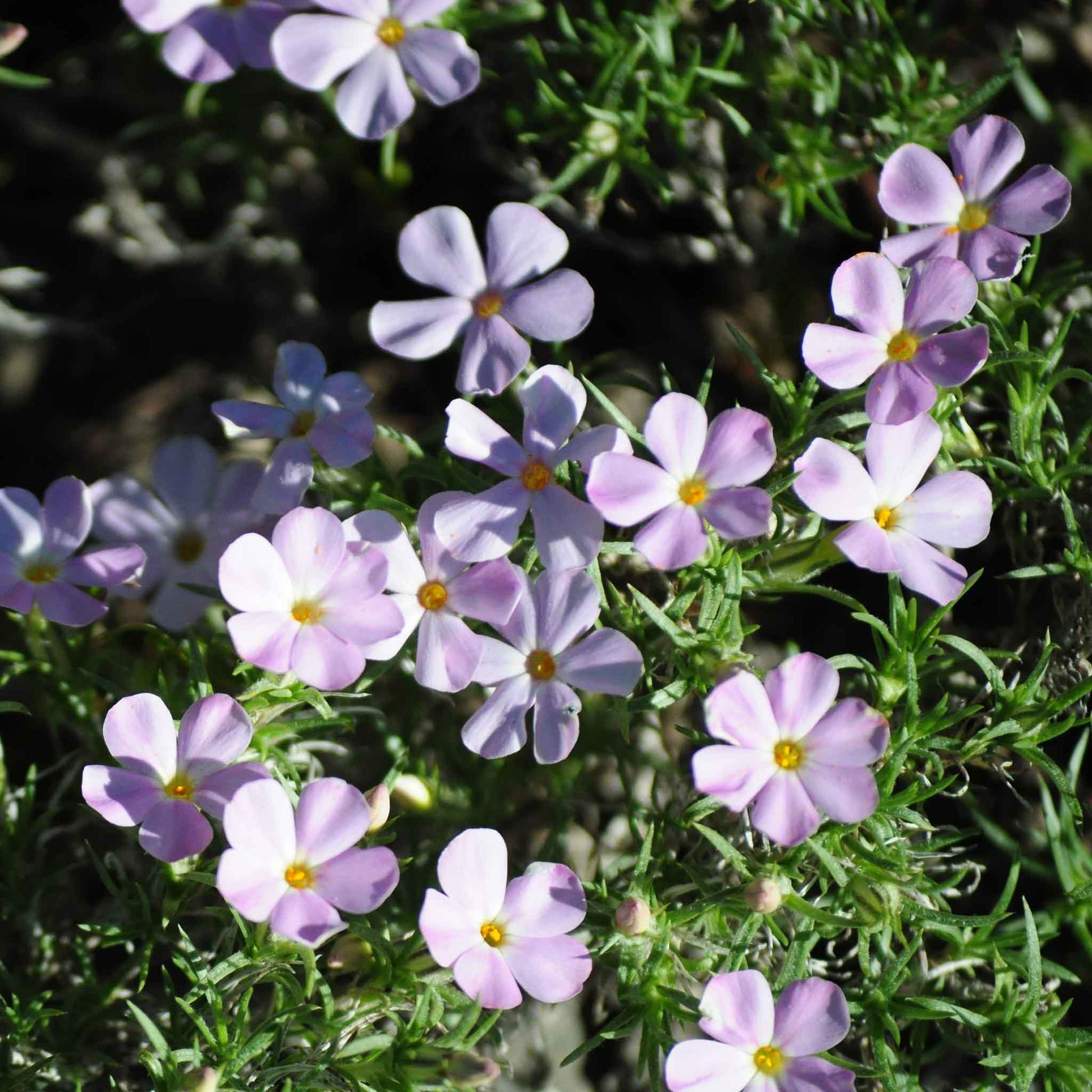 phlox mountain phlox